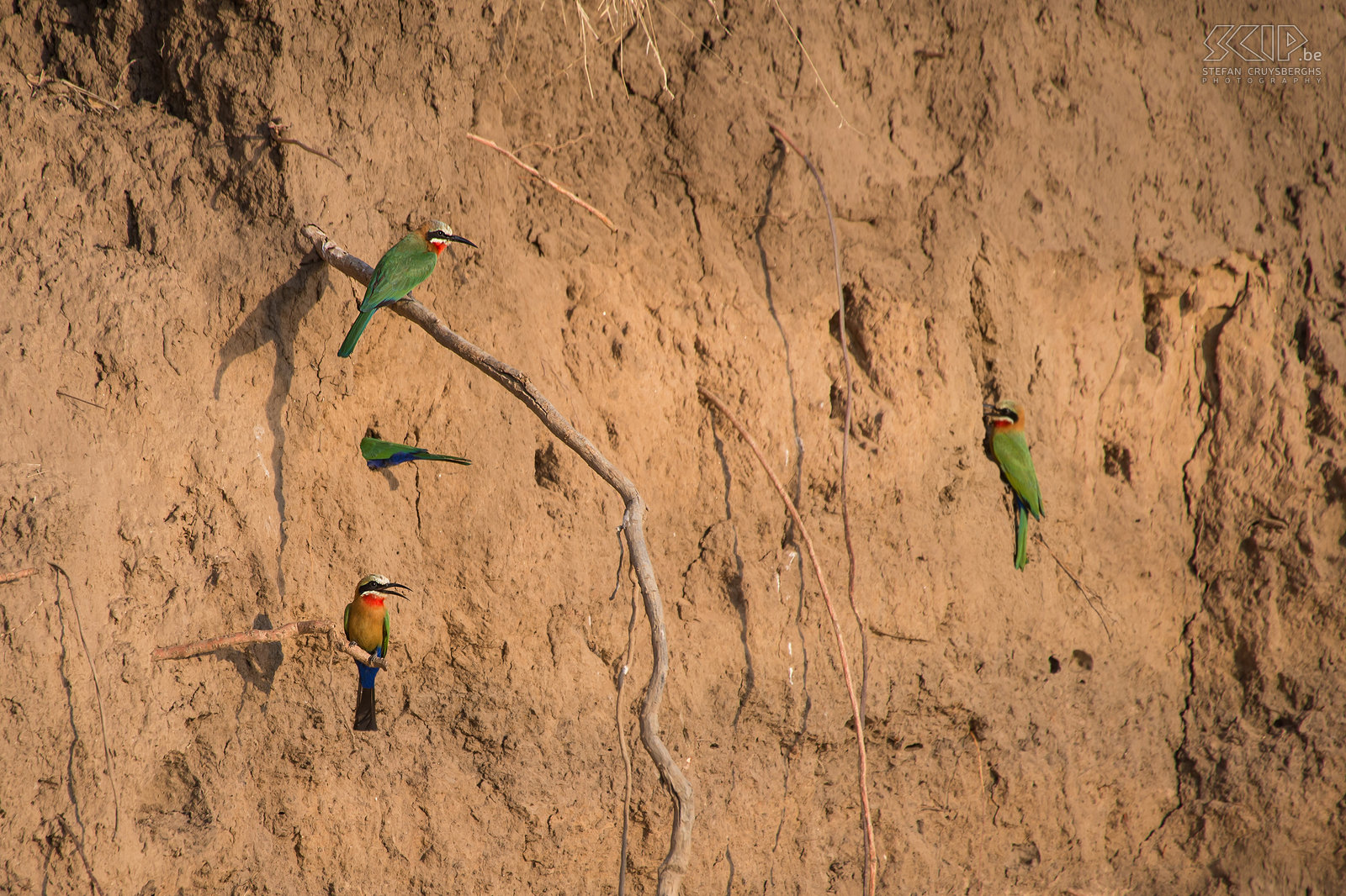 Lower Zambezi - White-fronted bee-eaters In the late afternoon we went on ‘sunset cruise’ with a small boat. The Zambezi and Kafue rivers flow together here. In the high river banks there are a lot of nests of bee-eaters. Especially the beautiful white-fronted bee-eaters (Merops bullockoides) were very busy catching insects such as dragonflies, grasshoppers, wasps, bumblebees, beetles, ... Stefan Cruysberghs
